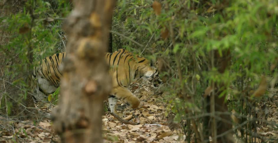A tiger looks over as it walks in the woods