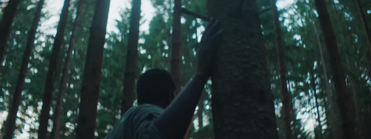 Man with a shirt walks and touches tree trunk in the forest at dusk