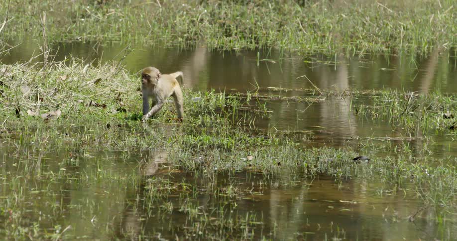 A monkey is standing in a swamp eating grass