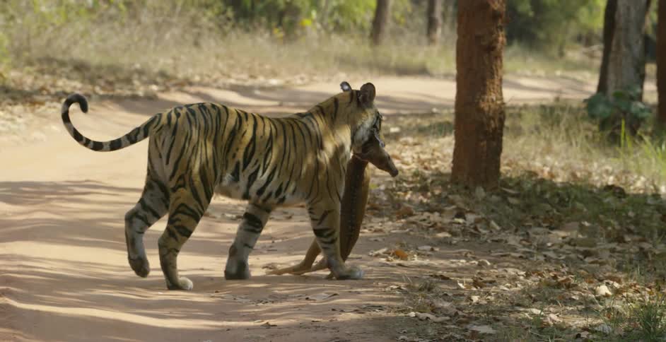A tiger carrying its dead catch across a dirt road