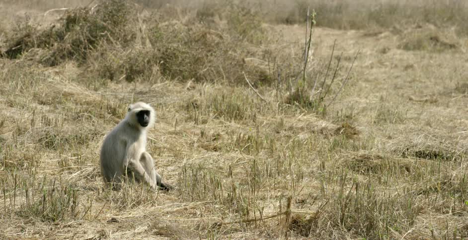 A monkey sits in the grass chewing