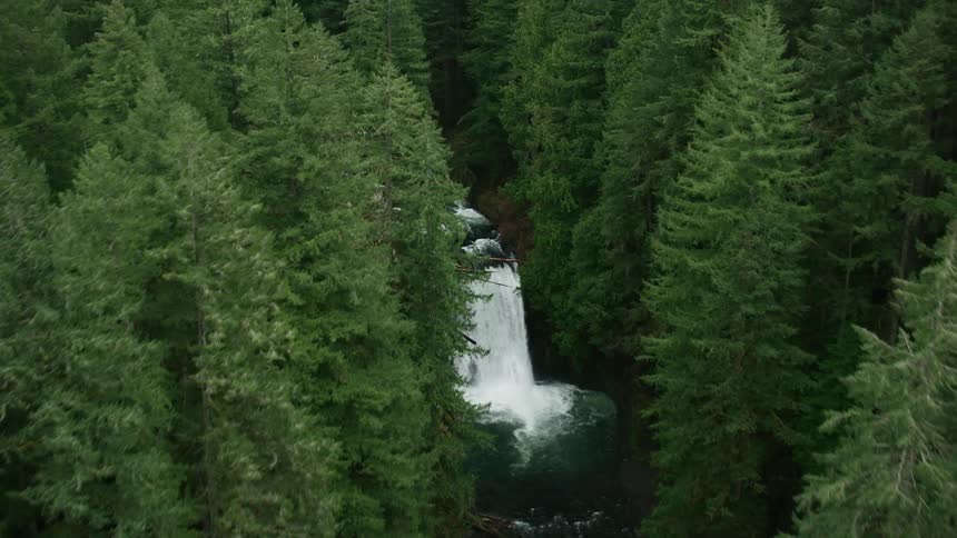 Trees in conifer forest stand close around river with waterfall and rapids