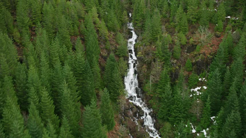 Aerial view of trees in a forest is displayed in spring