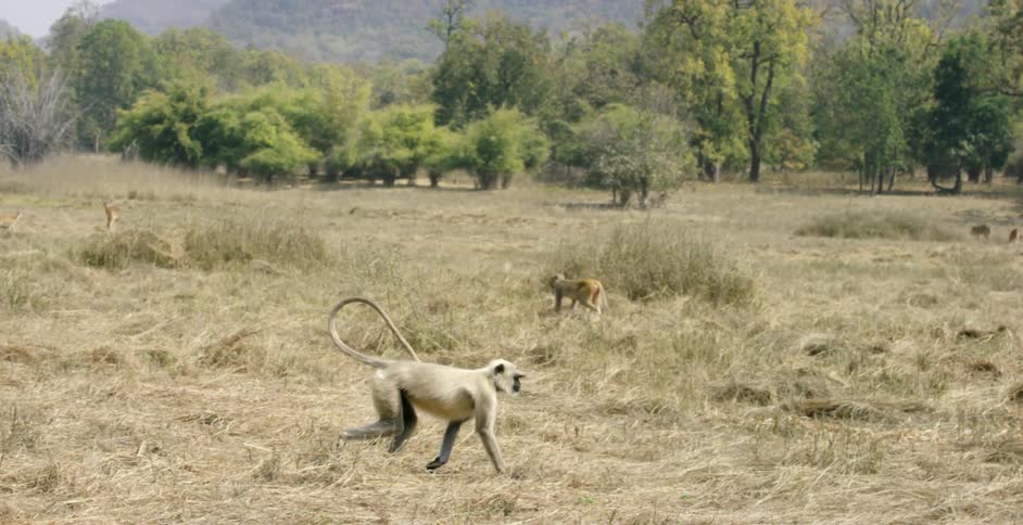 Monkeys prowl through beaten down grass