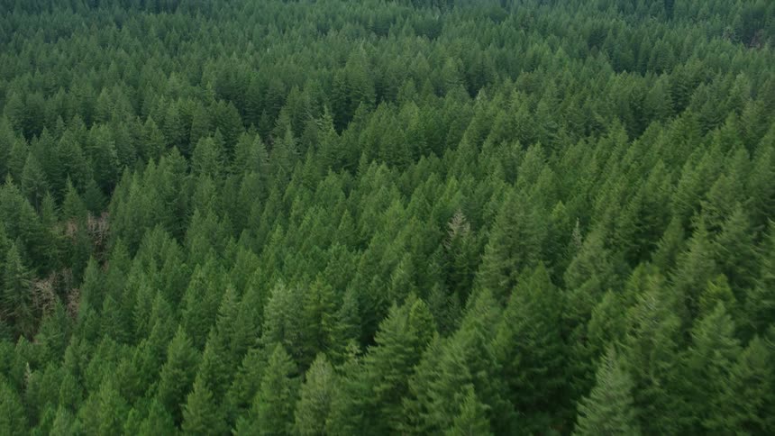 Ariel exploration of densely forested woodlands