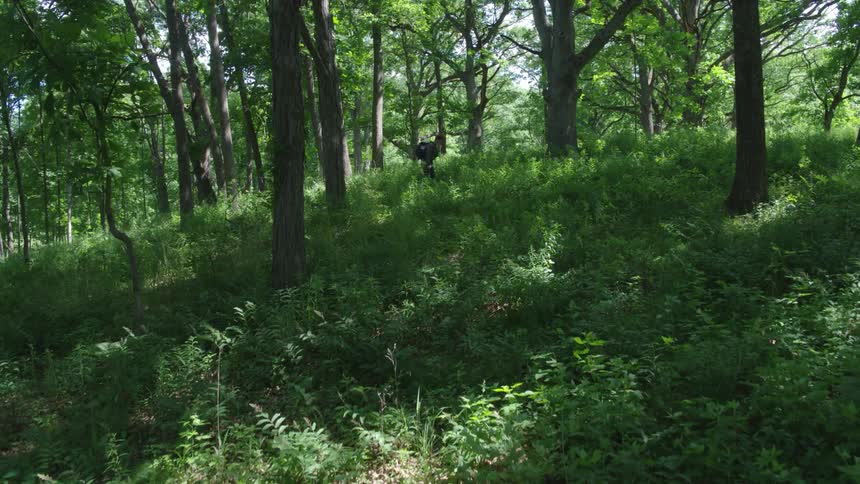 A man hikes through tall grass in the woods