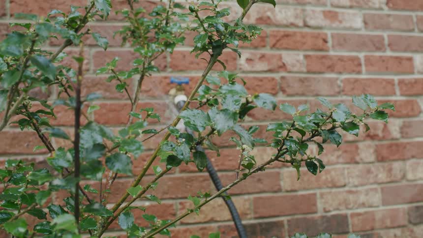 Water leaks from a hose coming out of a faucet on a brick wall in the backyard