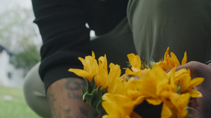A man lifts sunflowers from the ground