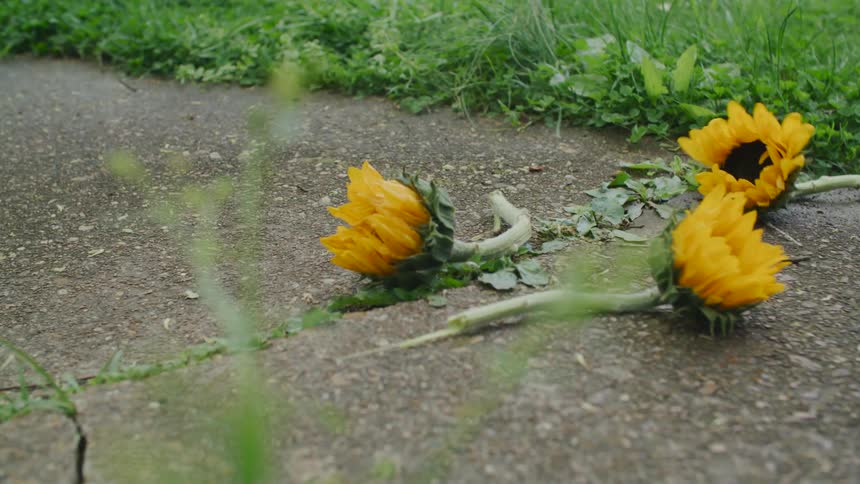 A cut sunflower is thrown onto a path where two other flowers lie on the pavement