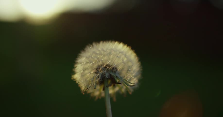Close up of a dandelion flower on a field at morning
