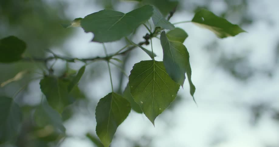 The green leaves of a cottonwood tree