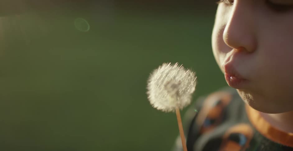 A child takes a deep breath then blows on a dandelion