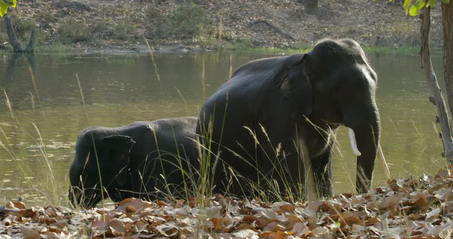 Elephants are in the water together