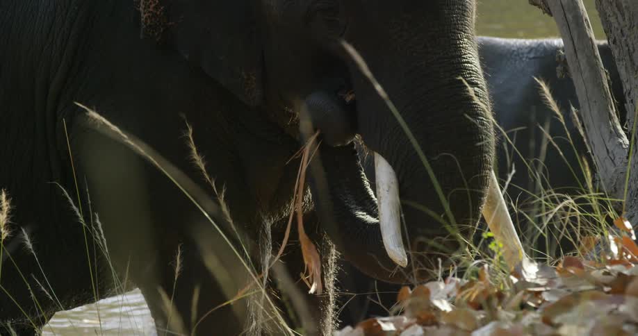 An elephant eating next to a watering hole
