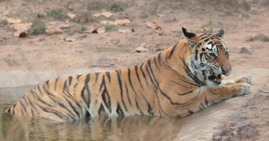 A tiger is resting in the water