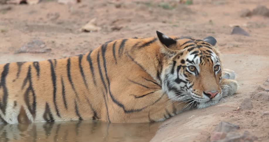 A tiger is resting in the water