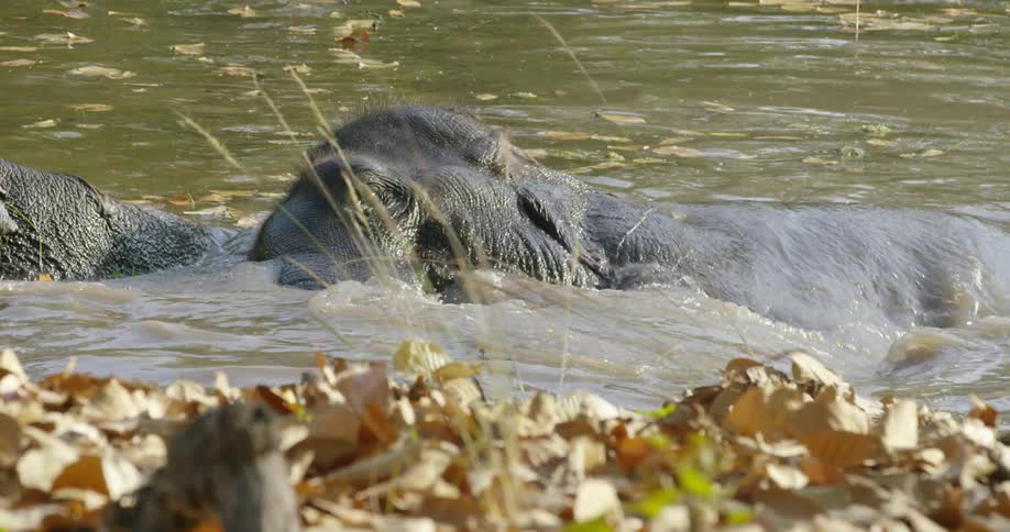 Elephants are in the water splashing around