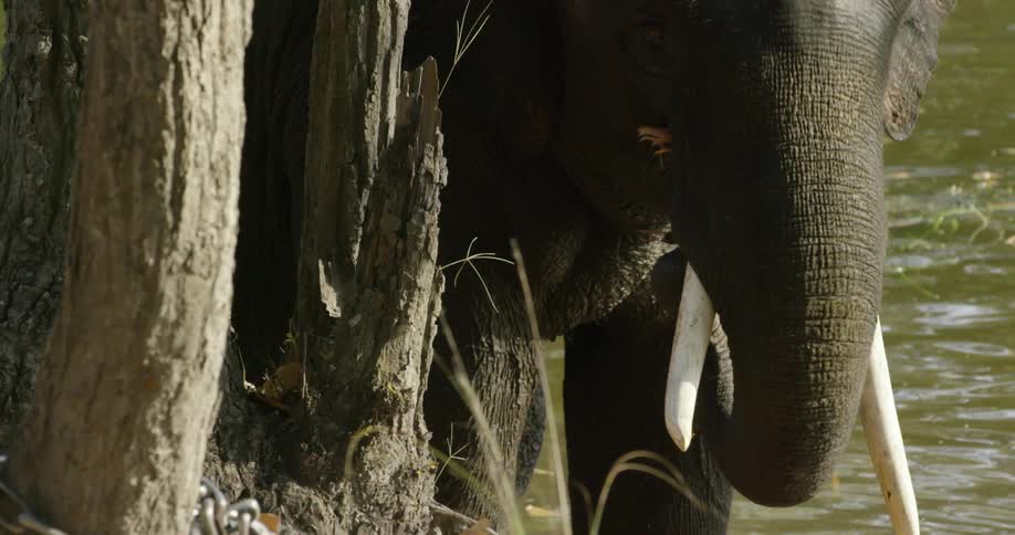 An elephant walks from the water eating some grass