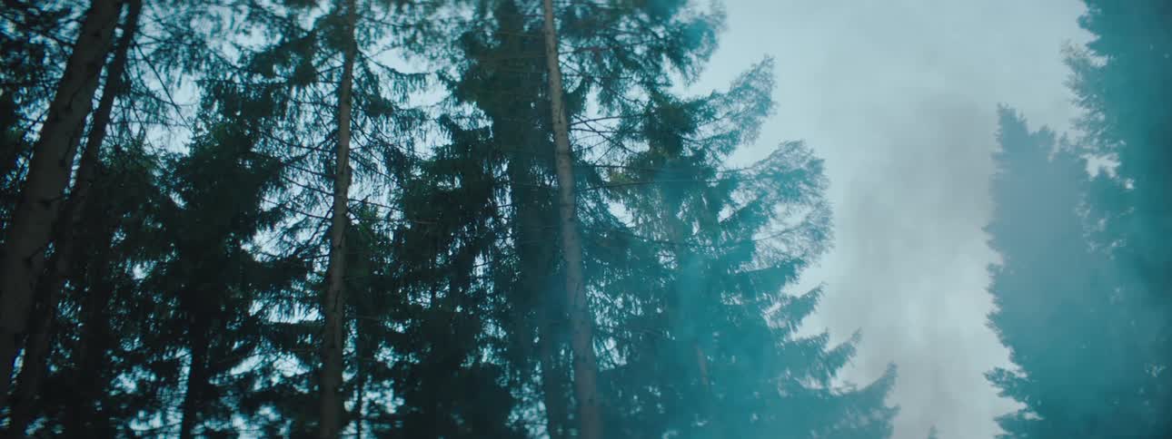 Smoke drifts through a forest during the day