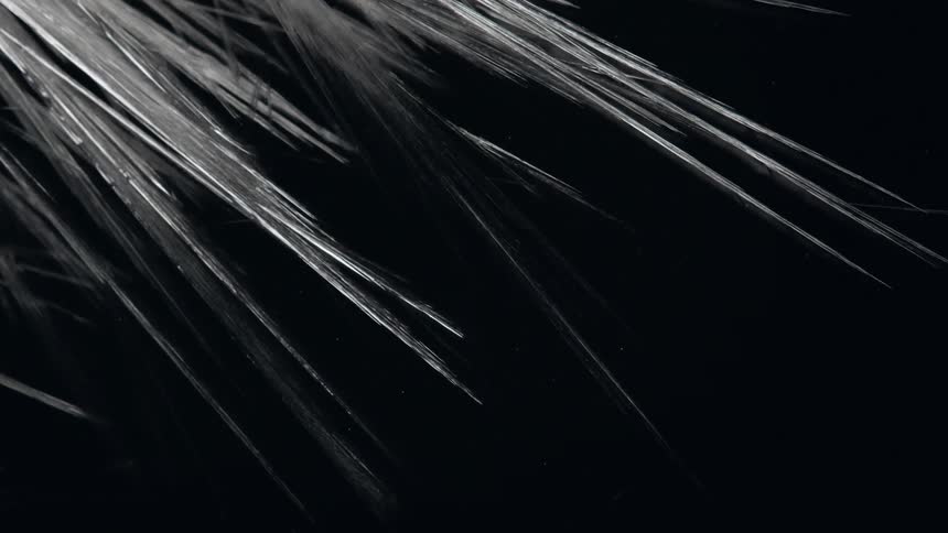 White opaque fibers expand like growing ice