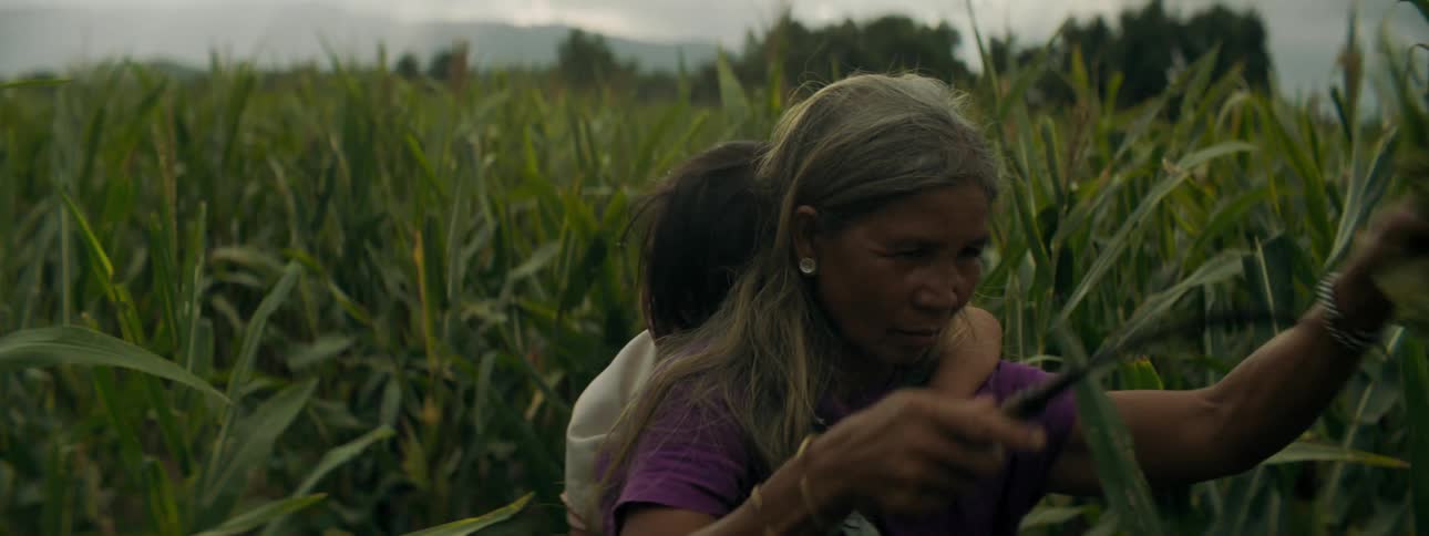 Older woman harvest crops by hand carrying child in sling on her back in crop field stretching to mist covered mountains on horizon