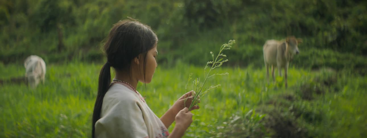 Asian girl with ponytail holding and playing with a plant while watching nearby cows in a field
