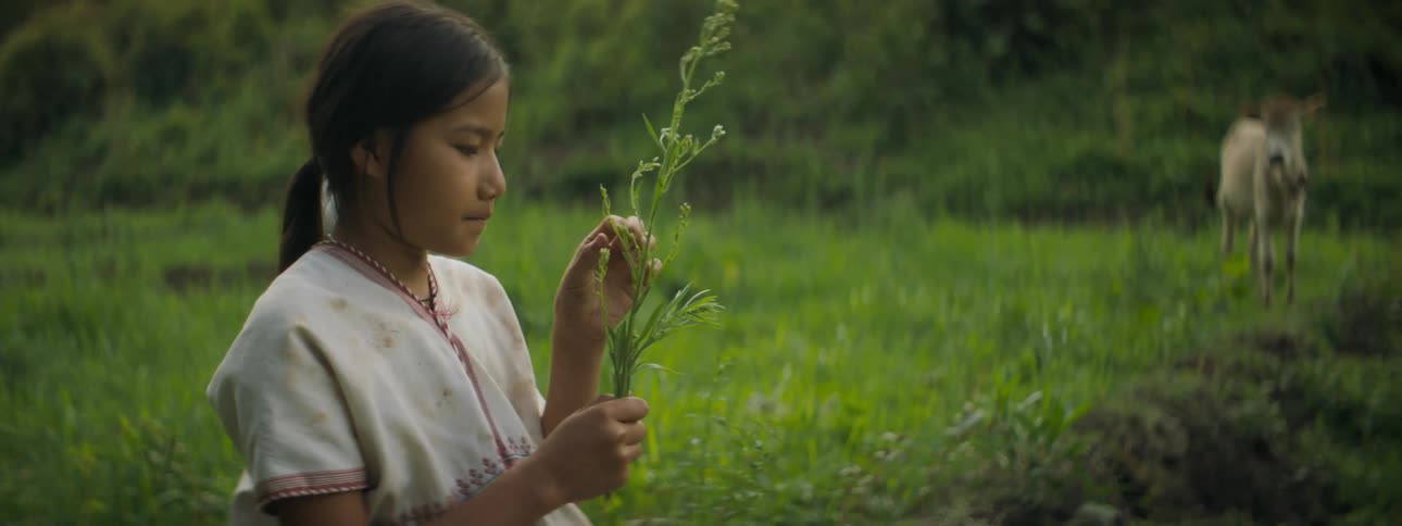 A young girl in a meadow picks at a plant while a cow stands and looks around