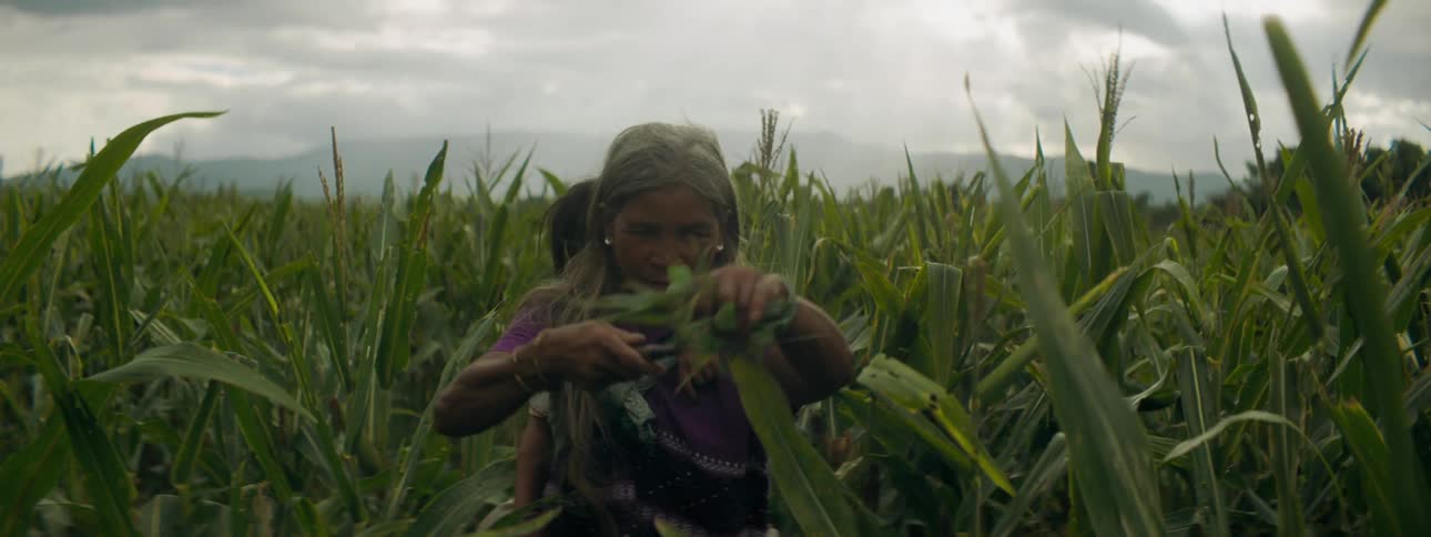 A woman with a child on her back is gathering on the farm