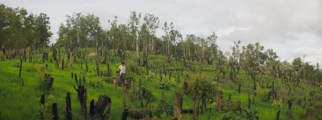 A girl walks down a hill covered in the stumps of chopped trees on a cloudy day