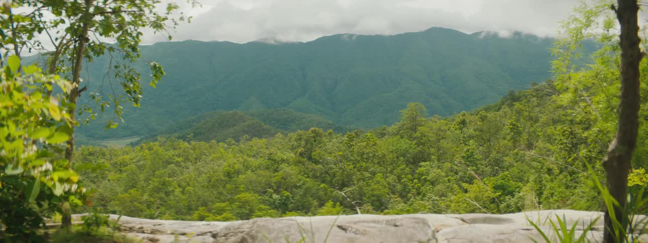 View of a large forest with mountain in the background