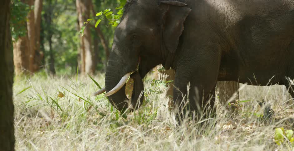An elephant grazing in tall grass near trees
