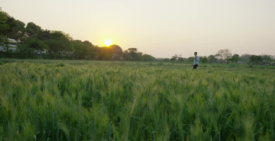 A man walks through a tall grass field as the sun shines
