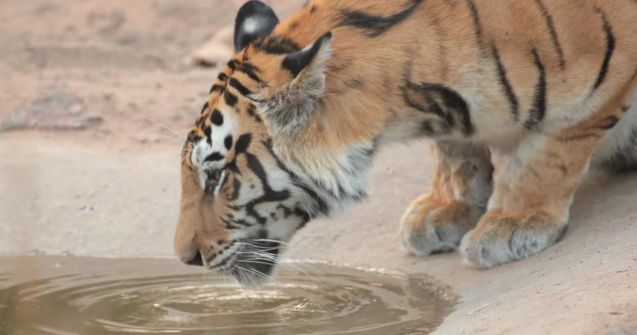 A tiger is drinking lots of water
