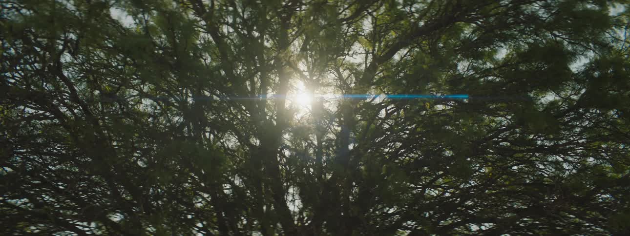 Tree branches are silhouetted against the sun shining brightly
