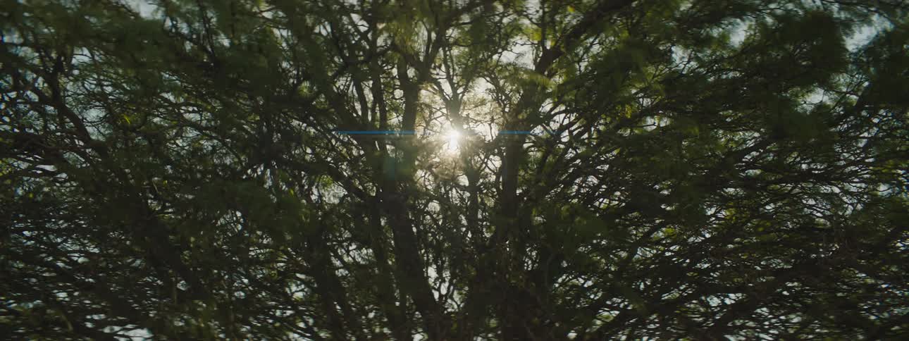 Sun is shining down on the forest