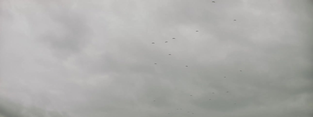 Birds fly high in the cloudy sky