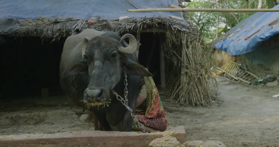 A woman milking a cow