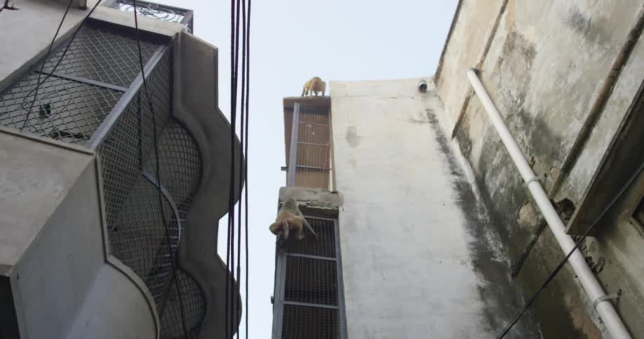 Two monkeys quickly climb up the side of a tall building