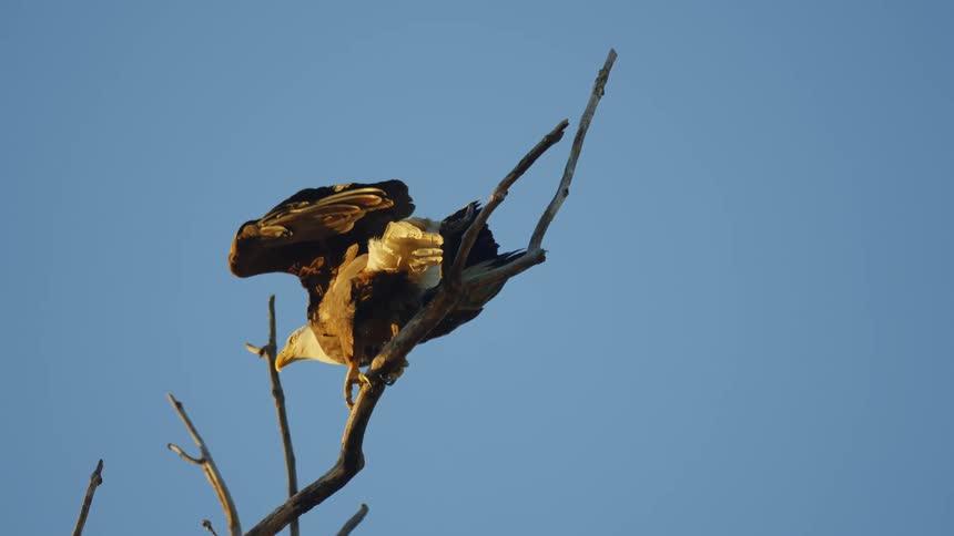 An eagle takes off from the top of a tree