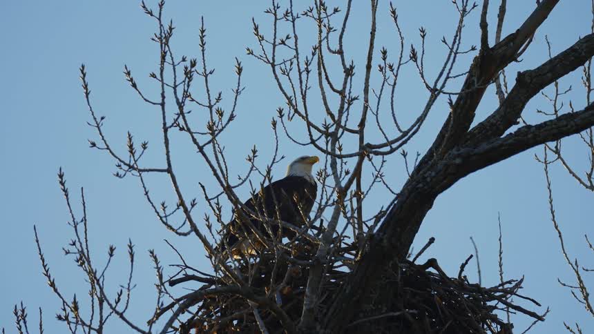 An eagle is sitting in its nest in a tree under a clear blue sky