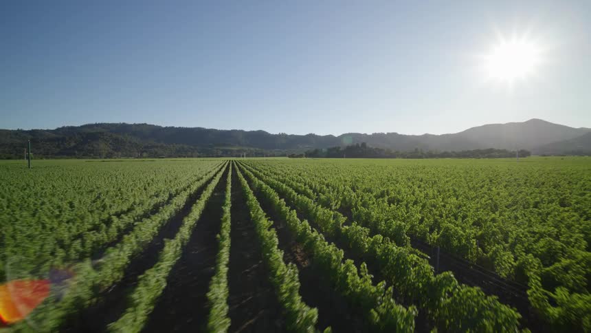 Sweeping pullback reveal over long rows of green crops growing near the mountains at morning