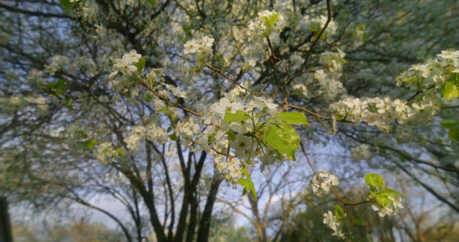 A tree is blooming in a yard