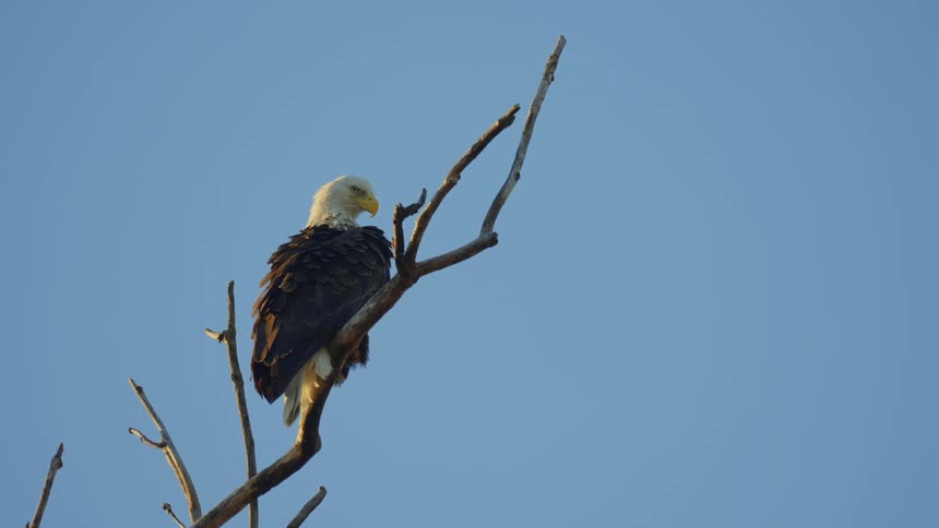 Bald eagle sitting on a tree branch against a blue sky