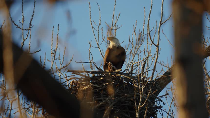 The sun shines on an eagle sitting in its nest in a tree under a clear blue sky