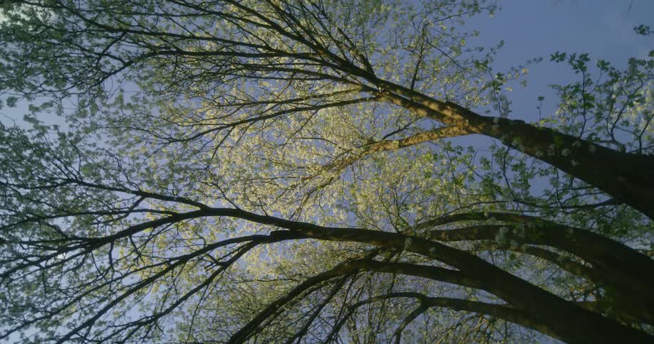 The sun shines on leaves on trees in a neighborhood