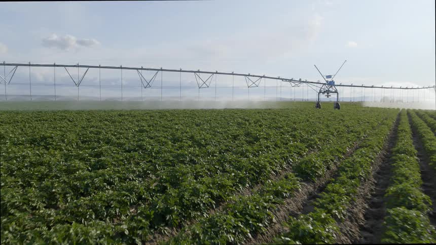 A pivot irrigator mists water over a field of young potato plants