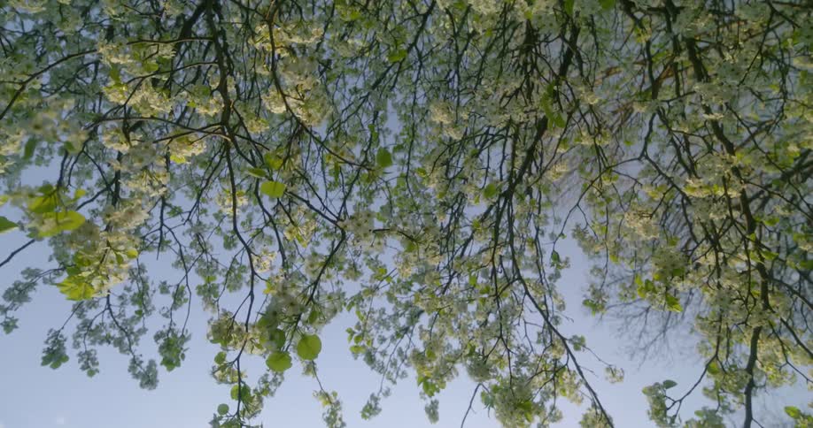A tree that is above has many branches that are covered in small blossoms