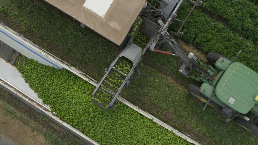 Following above as a tractor and processing wagon harvest ripe green peppers