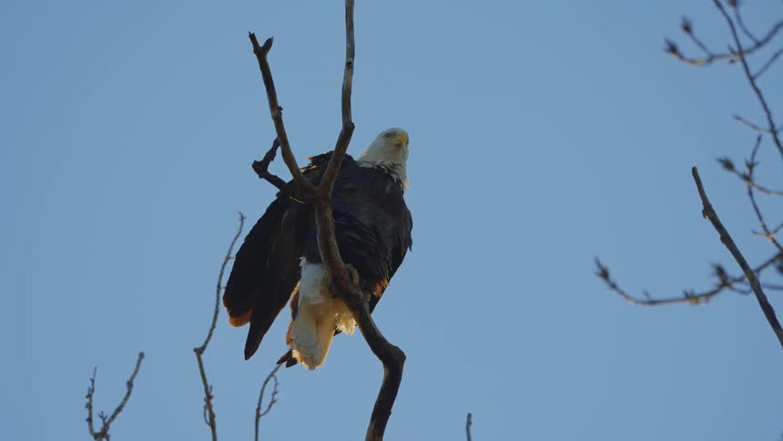 An eagle is sitting on a branch in a tree under a clear blue sky