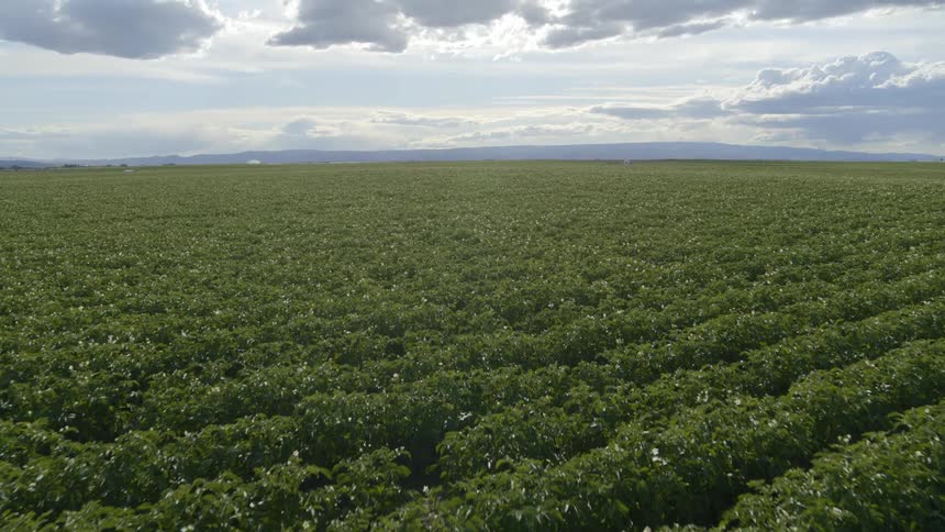 White flowers start to emerge on a large crop of field peas growing along beautiful farmland
